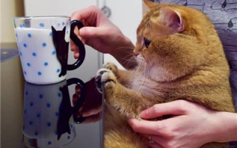 很火的橘猫大眼睛可爱头像(胖胖的橘猫头像高清无水印)