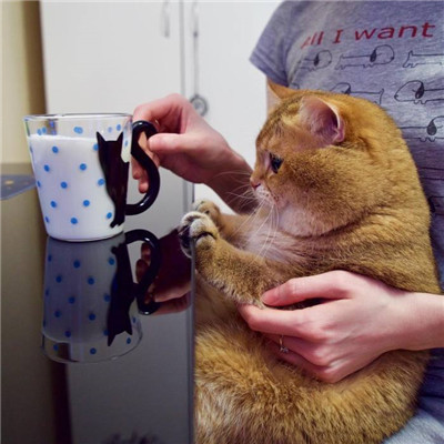 很火的橘猫大眼睛可爱头像(胖胖的橘猫头像高清无水印)