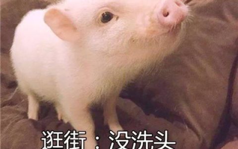 不想出门的懒散萌猪可爱头像(可爱精致的猪猪头像带字高清)