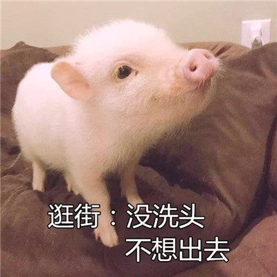 不想出门的懒散萌猪可爱头像(可爱精致的猪猪头像带字高清)