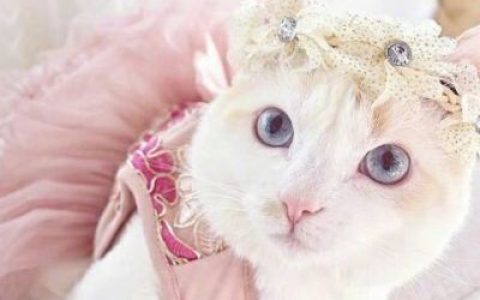 猫有九条命也只有一条心而已(高清超萌动物头像可爱小猫咪)