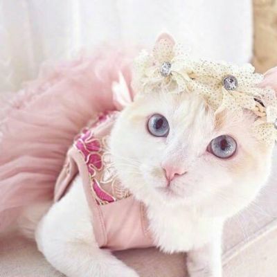 猫有九条命也只有一条心而已(高清超萌动物头像可爱小猫咪)