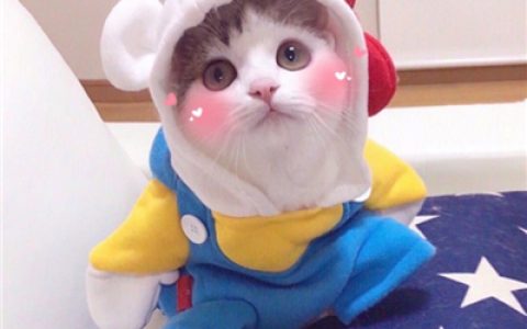 能遇见是福气能错过也是(抖阴可爱猫头像萌萌哒图片)