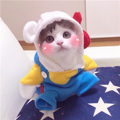 能遇见是福气能错过也是(抖阴可爱猫头像萌萌哒图片)