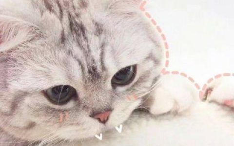 伸手怕犯错缩手怕错过(可爱猫咪带字头像搞笑图片大全)