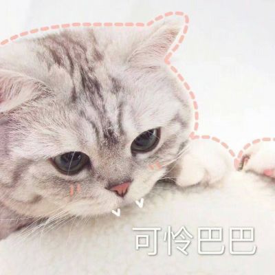 伸手怕犯错缩手怕错过(可爱猫咪带字头像搞笑图片大全)
