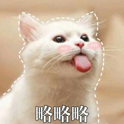 可爱萌萌哒小猫咪头像大全(最新搞怪好玩的带字动物头像高清)