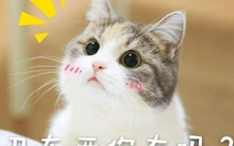 人心对人心你真我就真(可爱猫咪头像带字高清最新)