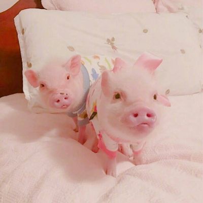转身离去不给我一点希望(超可爱小猪猪情侣合照头像一人一张)