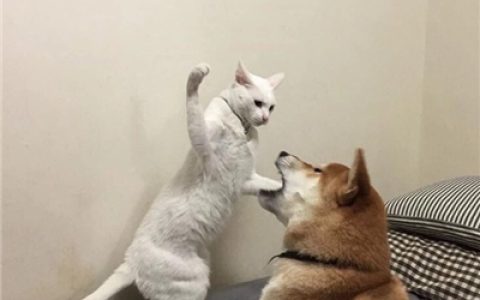 我心有猛虎细嗅蔷薇(可爱搞怪的动物头像QQ群头像大全)