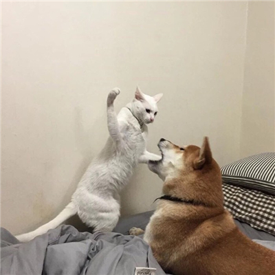 我心有猛虎细嗅蔷薇(可爱搞怪的动物头像QQ群头像大全)