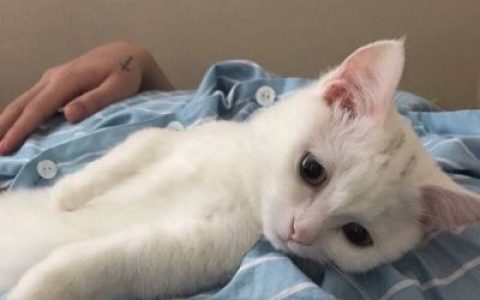 我甩你了失恋的却是我(最新最可爱萌宠猫咪头像)