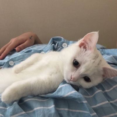 我甩你了失恋的却是我(最新最可爱萌宠猫咪头像)