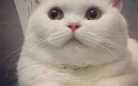 吸猫党赶紧来抢图啦(超萌可爱猫咪高清头像最新)