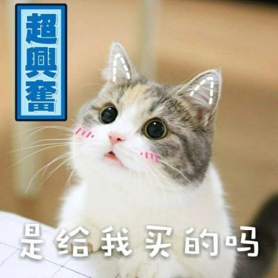 喜欢小可爱猫星人的赶紧看过来(超可爱猫咪带字头像大全高清)
