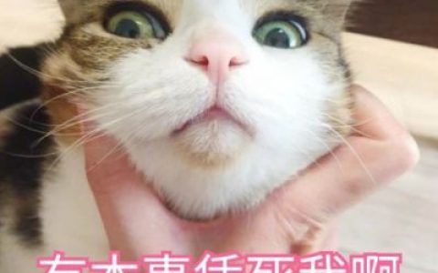 可爱动物带字头像大全(萌宠恶搞带字头像最新)