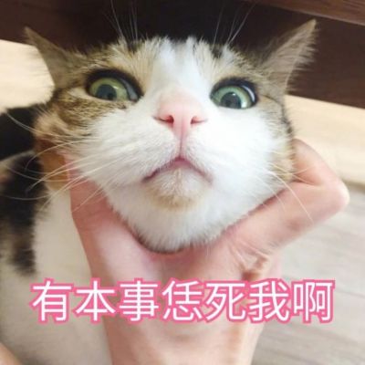 可爱动物带字头像大全(萌宠恶搞带字头像最新)