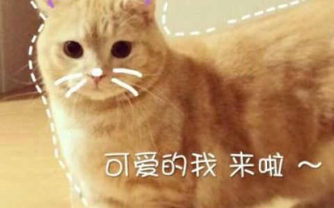 争气永远比生气聪明(超萌猫咪图片大全可爱带字最新)