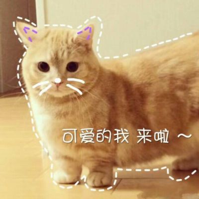 争气永远比生气聪明(超萌猫咪图片大全可爱带字最新)