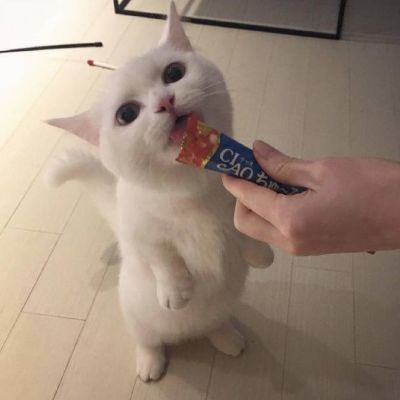 是猫咪可爱还是我可爱(萌哒哒的猫咪动物头像最新版)