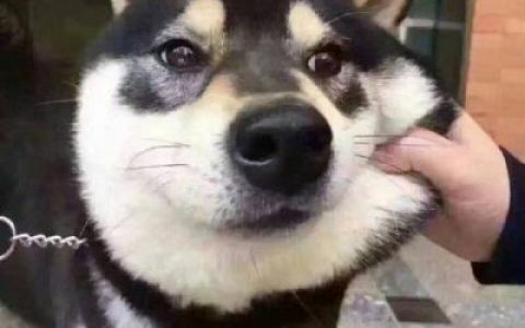 我想当你身边的宠物猫(超级呆萌可爱的动物头像大全)