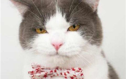 超可爱的情侣猫咪头像(最新萌猫咪情侣头像一对)