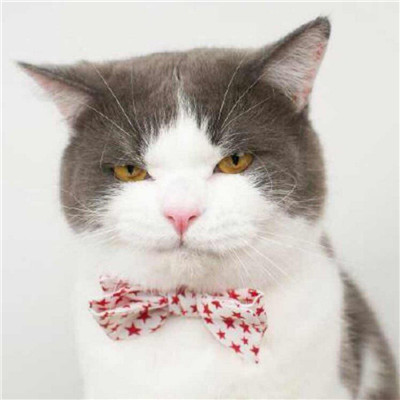 超可爱的情侣猫咪头像(最新萌猫咪情侣头像一对)