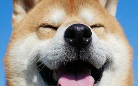 搞怪可爱柴犬头像图片(超萌超可爱的柴犬头像无水印)