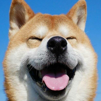 搞怪可爱柴犬头像图片(超萌超可爱的柴犬头像无水印)