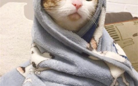萌化人的萌猫萌狗图片大全(超萌超可爱的萌宠头像图片头像)