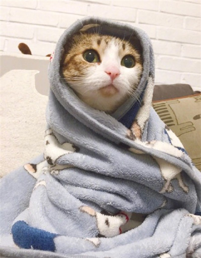 萌化人的萌猫萌狗图片大全(超萌超可爱的萌宠头像图片头像)