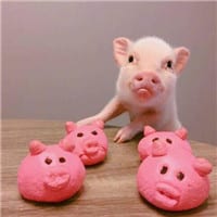 全是猪系列情侣头像最新(猪情侣头像可爱头像一左一右)