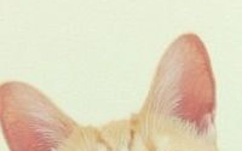 卡其色的猫(少女心爆棚的猫咪头像可爱大全)