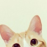 卡其色的猫(少女心爆棚的猫咪头像可爱大全)