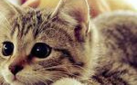 委屈到像被踩到猫尾巴(超呆萌的动物头像可爱大全)