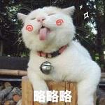 卖萌撒娇是我的本性(可爱喵星人各种卖萌头像带字)
