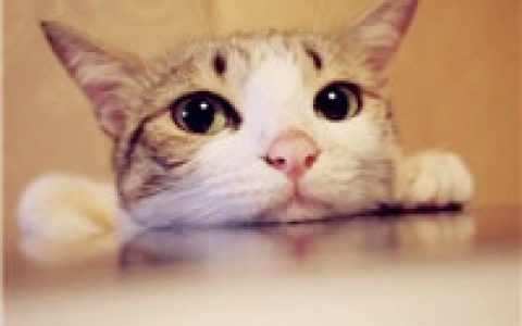 猫的图片可做头像的(萌猫头像可爱图片大全精选)