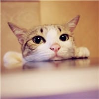猫的图片可做头像的(萌猫头像可爱图片大全精选)