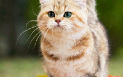 小喵星人可爱萌头像(委屈脸大眼萌猫头像图片大全)
