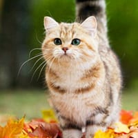 小喵星人可爱萌头像(委屈脸大眼萌猫头像图片大全)