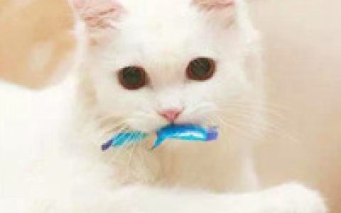 提醒自己必须要成熟一点(抖阴萌宠猫咪可爱头像)