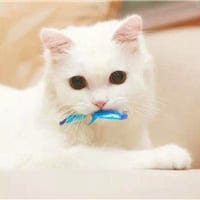 提醒自己必须要成熟一点(抖阴萌宠猫咪可爱头像)