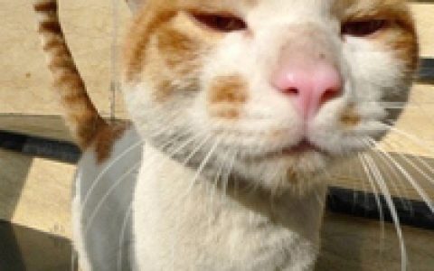如果有钱是一种错我宁愿一错再错(喵星人可爱搞笑头像大全精选)