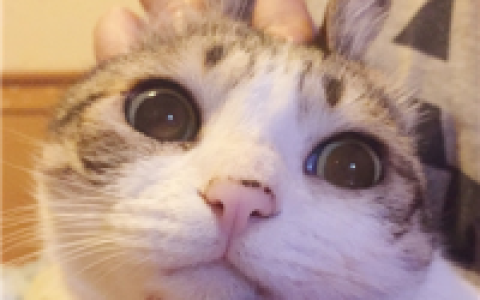 论猫奴的自我修养(可爱的猫咪头像图片精选)