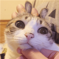 论猫奴的自我修养(可爱的猫咪头像图片精选)