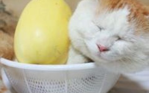 这个世界上没有上帝(可爱的猫咪搞笑头像合辑)