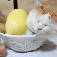 这个世界上没有上帝(可爱的猫咪搞笑头像合辑)