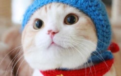 萌死人不偿命的小猫咪头像(可爱喵星人头像)