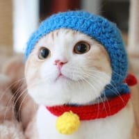 萌死人不偿命的小猫咪头像(可爱喵星人头像)