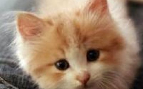 到头来还是猜不透最扑朔迷离的人心(可爱小猫咪头像)